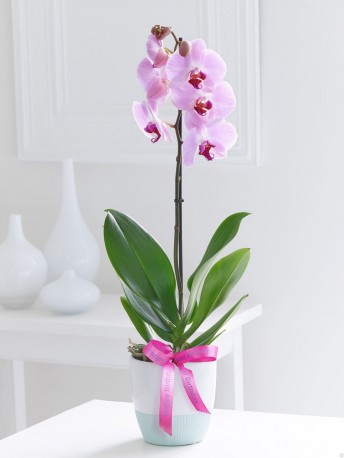 Phalaenopsis Orchid