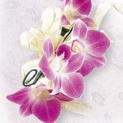 Deep Purple Orchid Corsage