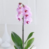 Happy Birthday Phalaenopsis Orchid